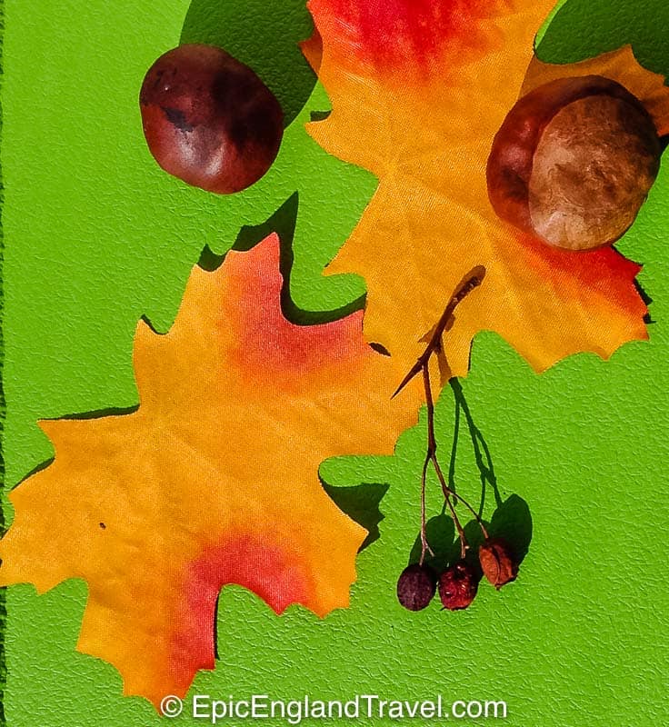 flatly of fall leaves and conkers on a green background